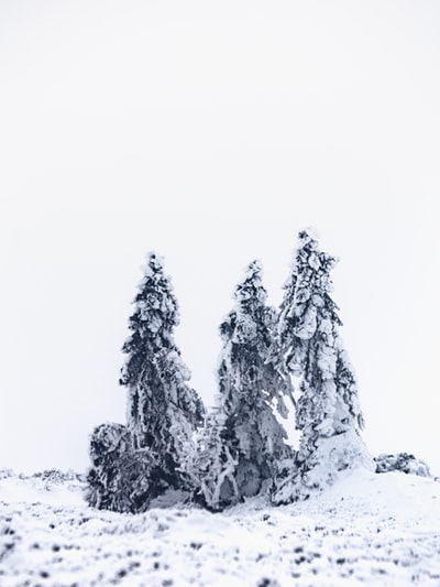 白雪覆盖的黑白树
